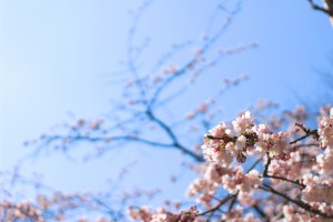 最近の暖かさにつられて咲いた桜。日本の心。